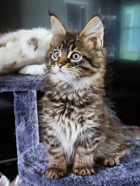 gattini maine coon disponibili per l'adozione | Foto 0