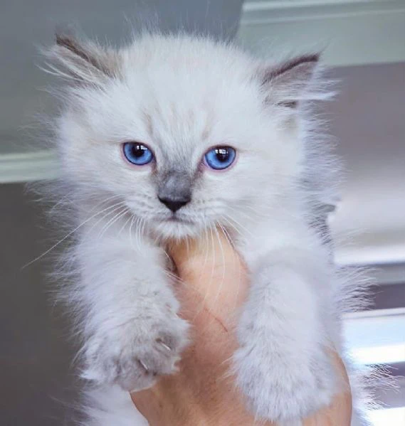 gatto ragdoll disponibile per l'adozione | Foto 0