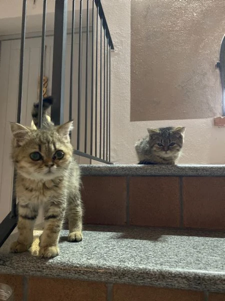 cuccioli di scottish