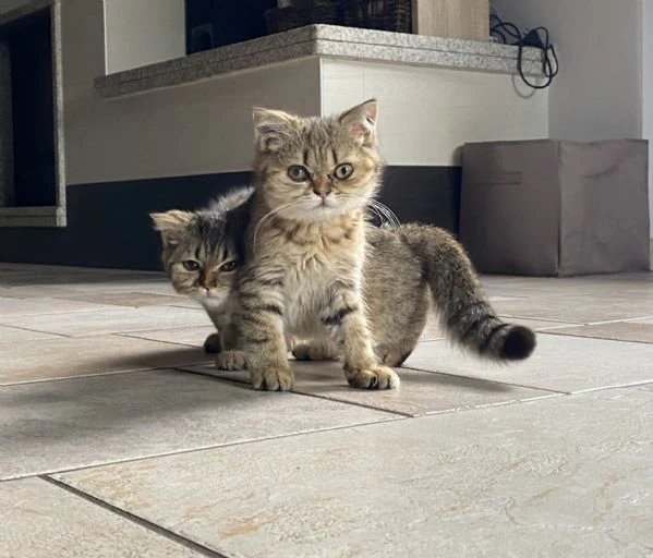 cuccioli di scottish