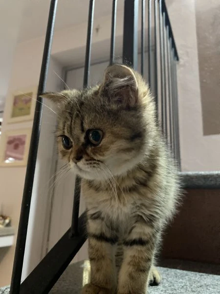cuccioli di scottish | Foto 1