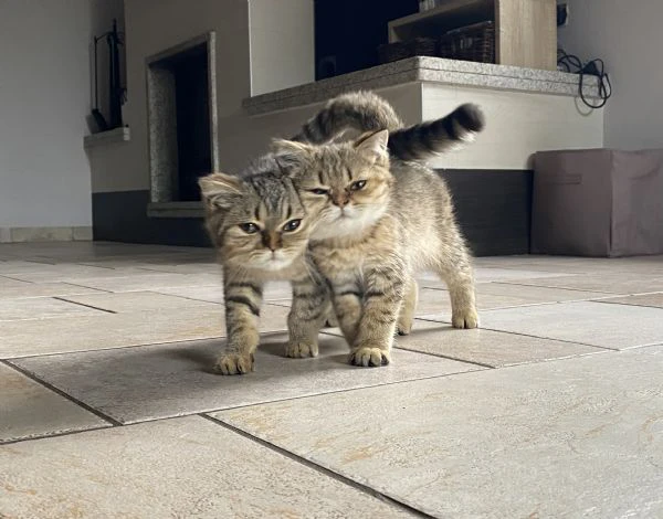 cuccioli di scottish | Foto 4