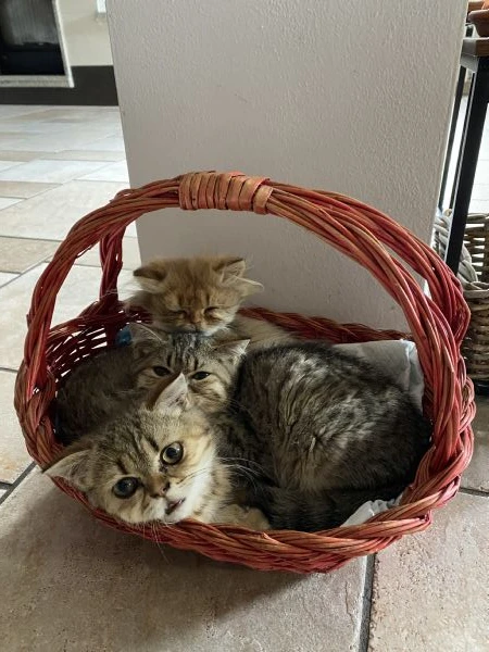 cuccioli di scottish | Foto 0