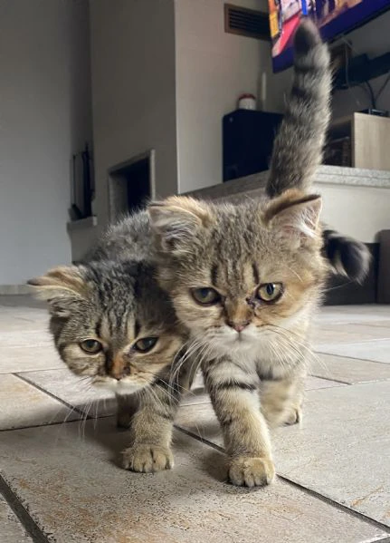 cuccioli di scottish | Foto 0