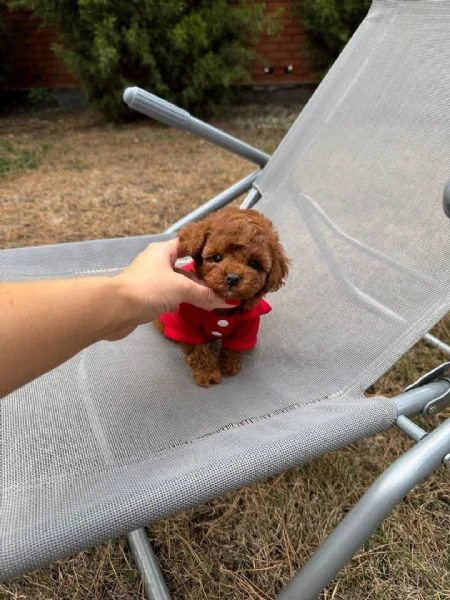 cuccioli di barboncino toy disponibili per l'adozione | Foto 3