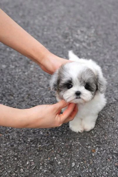 cuccioli di barboncino toy disponibili per l'adozione | Foto 1