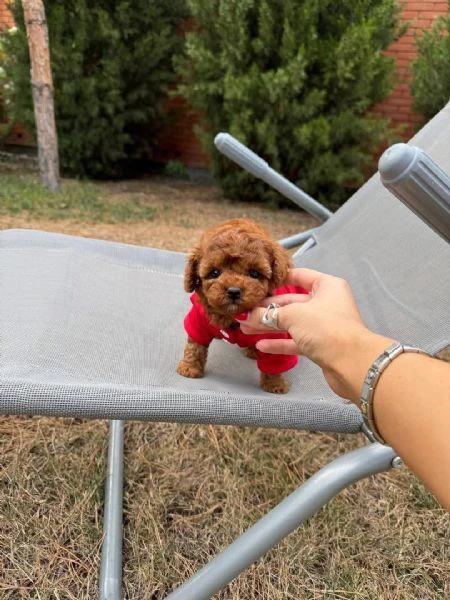 cuccioli di barboncino toy disponibili per l'adozione | Foto 0