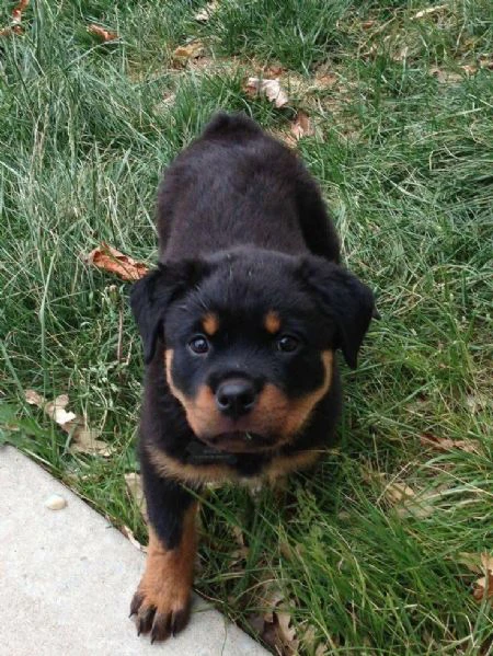 cucciolo di rottweiler disponibile per adozione | Foto 5