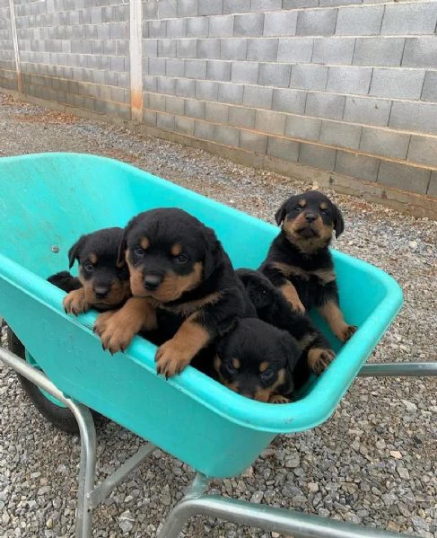 cucciolo di rottweiler disponibile per adozione | Foto 4