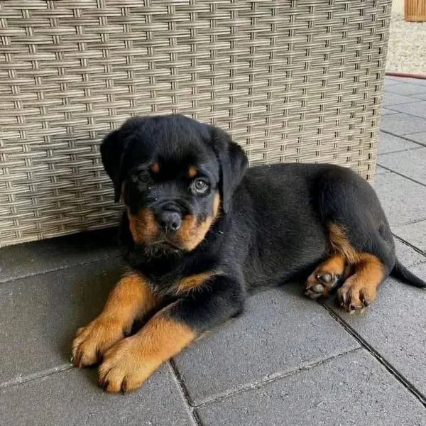 cucciolo di rottweiler disponibile per adozione | Foto 3