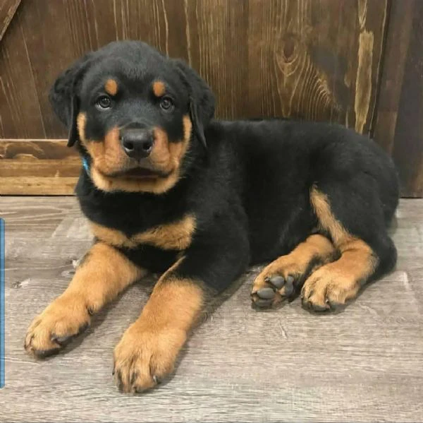 cucciolo di rottweiler disponibile per adozione | Foto 2