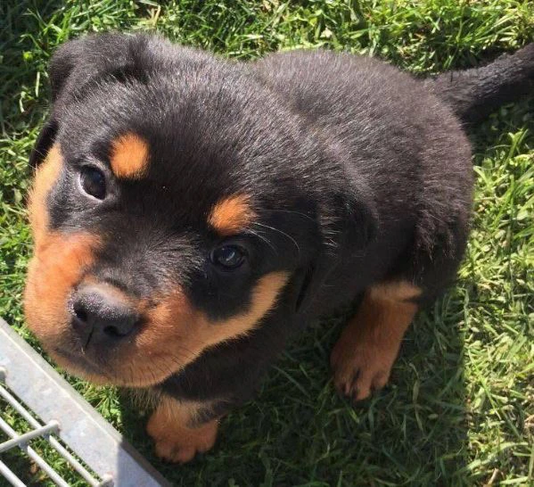 cucciolo di rottweiler disponibile per adozione | Foto 1