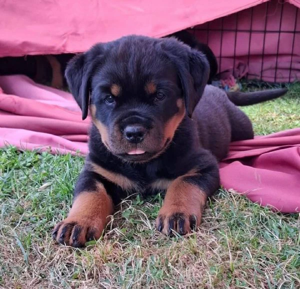 cucciolo di rottweiler disponibile per adozione | Foto 0
