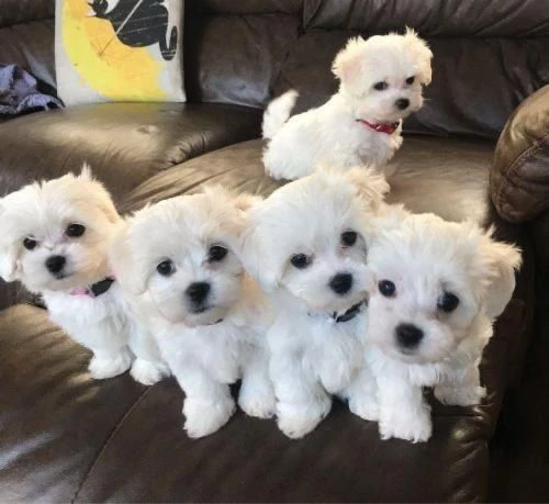cuccioli di maltese disponibili per l'adozione | Foto 2