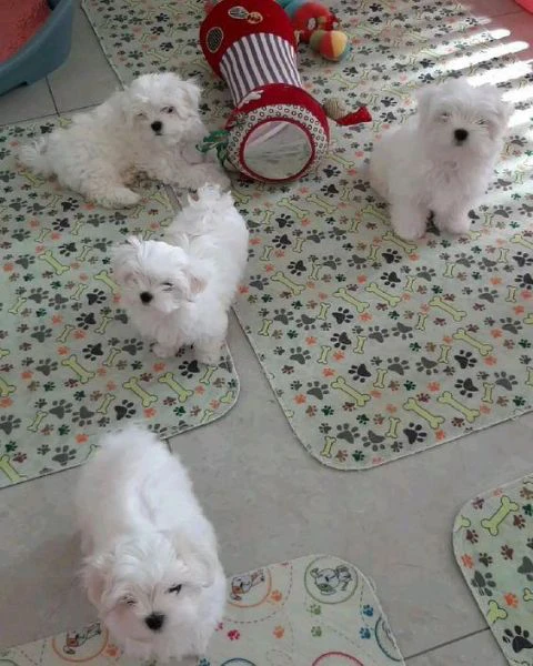 cuccioli di maltese disponibili per l'adozione | Foto 0