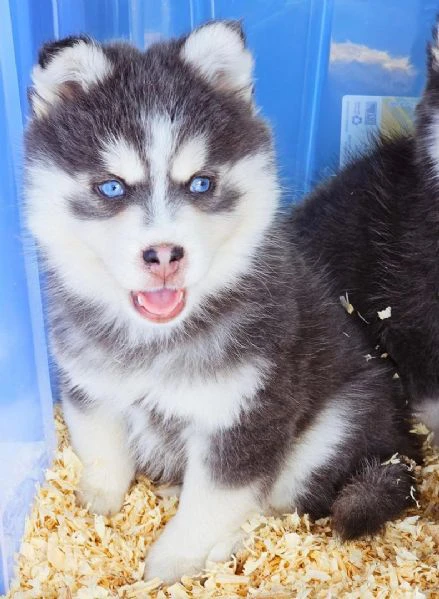 cuccioli di pomsky disponibili per l'adozione | Foto 4
