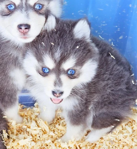 cuccioli di pomsky disponibili per l'adozione | Foto 3