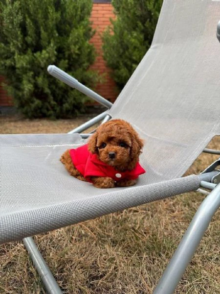 cuccioli di barboncino toy disponibili per l'adozione | Foto 1