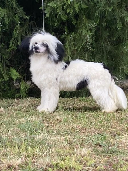 cane crestato cinese – cuccioli | Foto 5