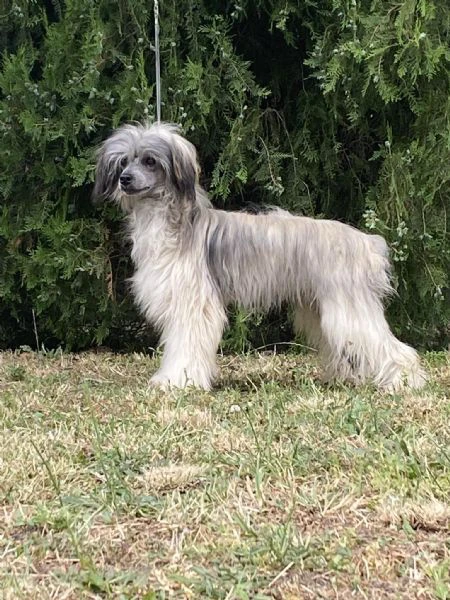 cane crestato cinese – cuccioli | Foto 4