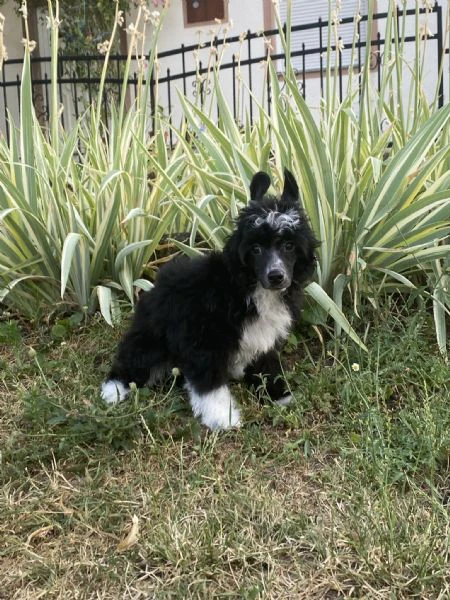cane crestato cinese – cuccioli | Foto 3