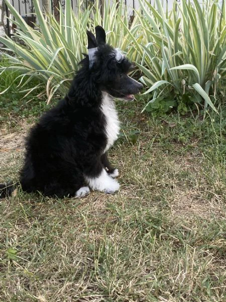 cane crestato cinese – cuccioli | Foto 2