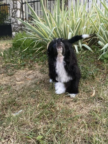 cane crestato cinese – cuccioli