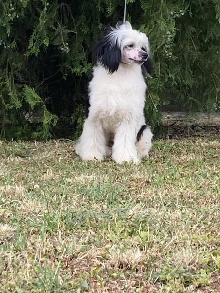 cane crestato cinese – cuccioli | Foto 1