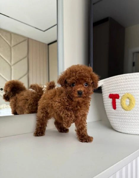 cuccioli di barboncino toy disponibili per l'adozione | Foto 2