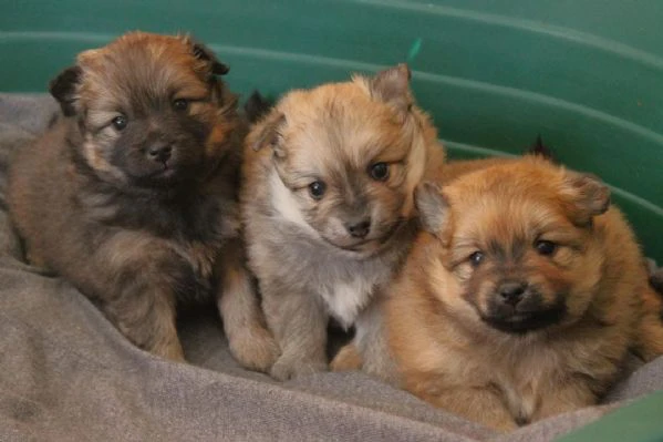  cuccioli di volpino italiano in adozione