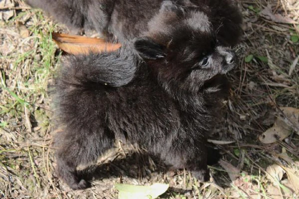  cuccioli di volpino italiano in adozione | Foto 5