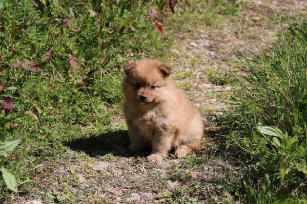  cuccioli di volpino italiano in adozione | Foto 4