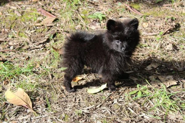  cuccioli di volpino italiano in adozione | Foto 3