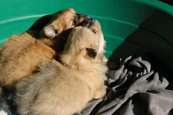  cuccioli di volpino italiano in adozione | Foto 2