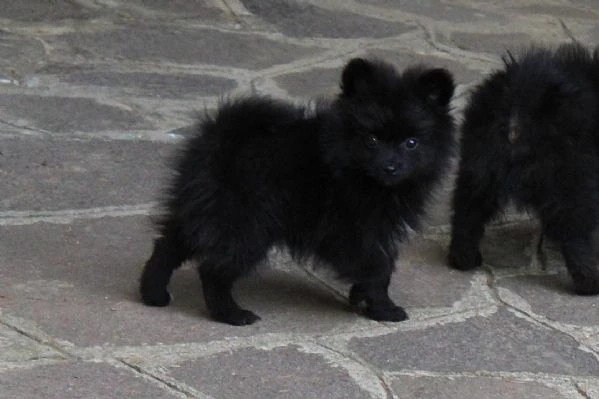  cuccioli di volpino italiano in adozione | Foto 1