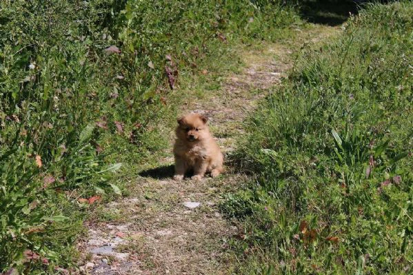  cuccioli di volpino italiano in adozione | Foto 0