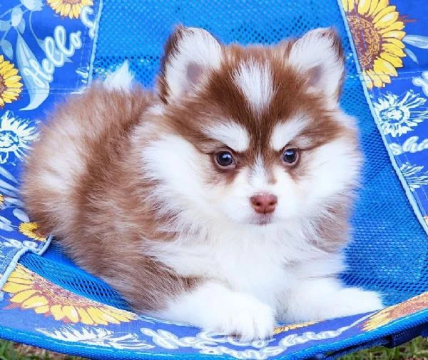 cuccioli di pomsky disponibili per l'adozione | Foto 6