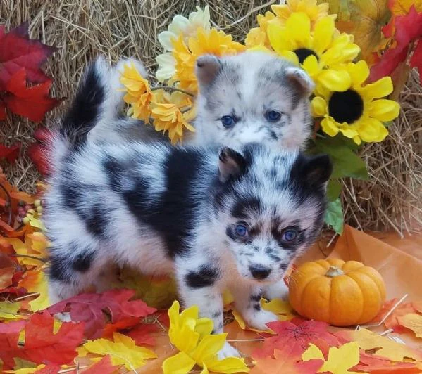 cuccioli di pomsky disponibili per l'adozione | Foto 5