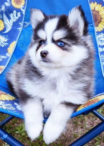 cuccioli di pomsky disponibili per l'adozione | Foto 4