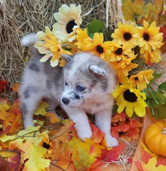 cuccioli di pomsky disponibili per l'adozione | Foto 3