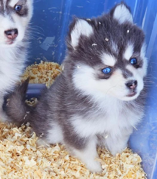 cuccioli di pomsky disponibili per l'adozione | Foto 1