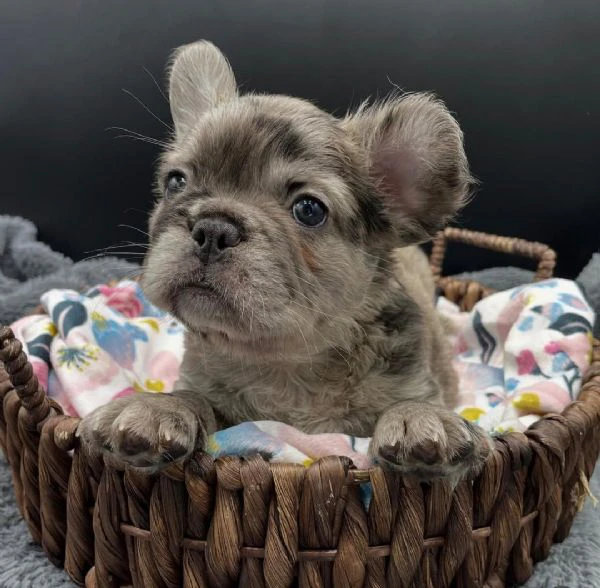 adotta un adorabile cucciolo di bulldog francese | Foto 2