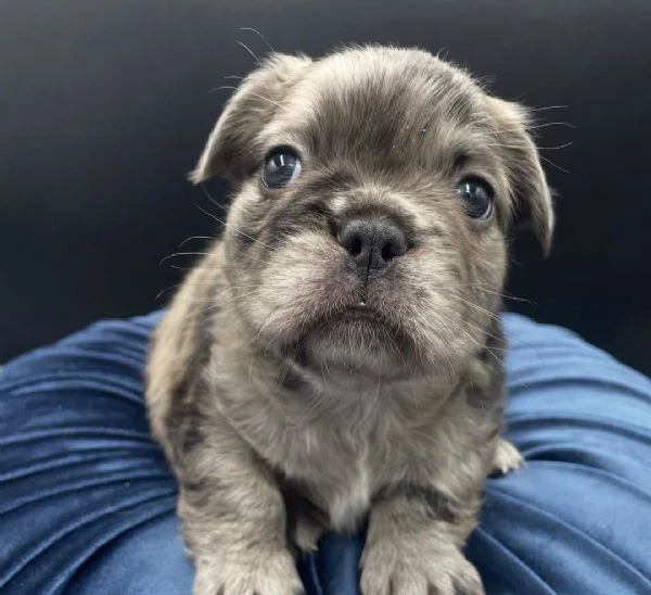 adotta un adorabile cucciolo di bulldog francese | Foto 1