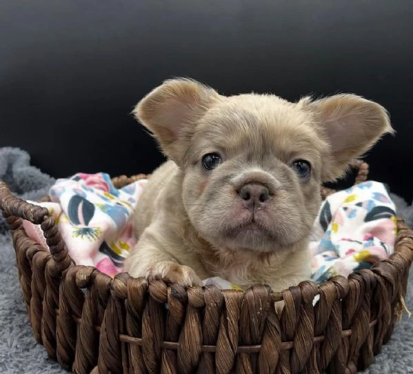 adotta un adorabile cucciolo di bulldog francese | Foto 0