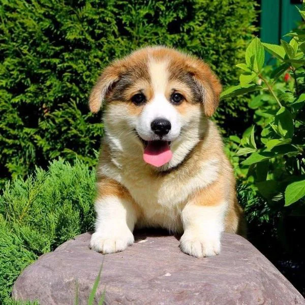 cuccioli di corgi disponibili per l'adozione