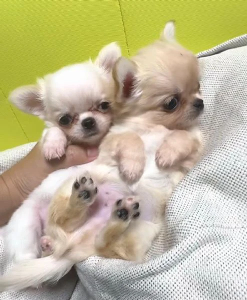 disponibili cuccioli di chihuahua per l'adozione | Foto 3