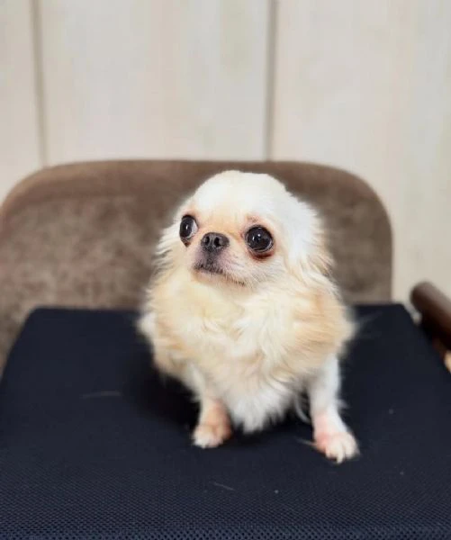 disponibili cuccioli di chihuahua per l'adozione | Foto 2