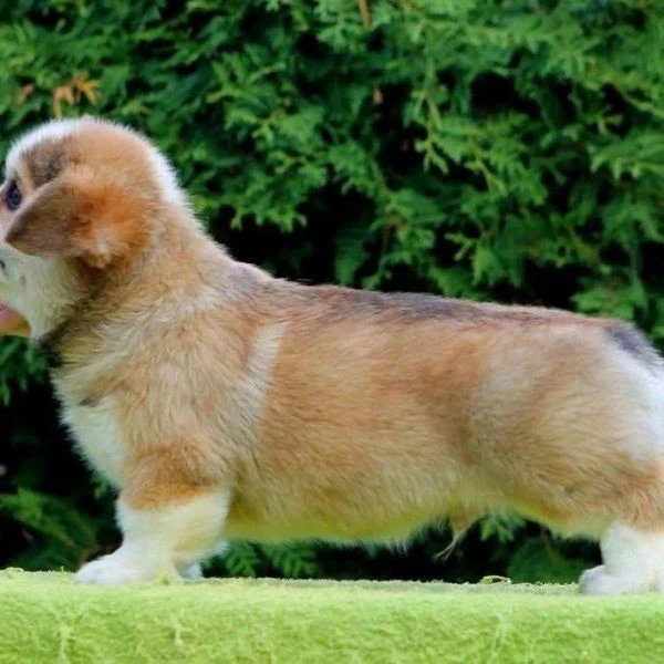 cuccioli di corgi disponibili per l'adozione