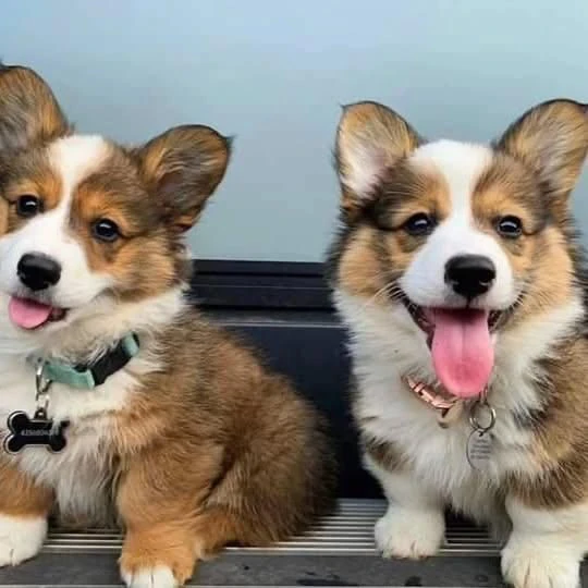 cuccioli di corgi disponibili per l'adozione | Foto 3