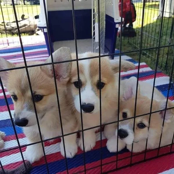 cuccioli di corgi disponibili per l'adozione | Foto 2